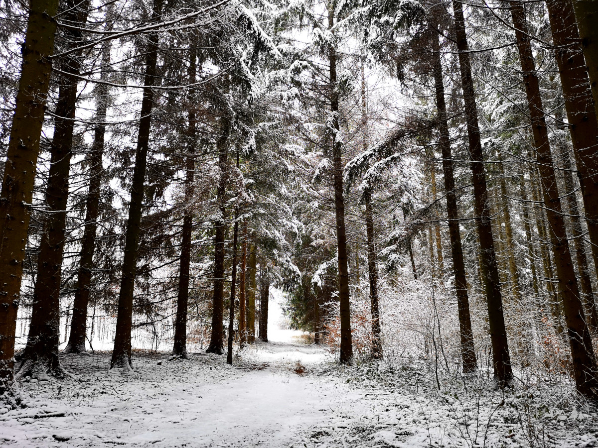 December 8. - Úton a havas fenyőerdőben, valahol Zirc környékén