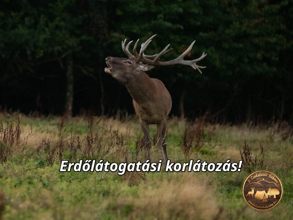 Erdőlátogatási korlátozások a Bakonyban a szarvasbőgés idejére Erdőlátogatási korlátozások a Bakonyban a szarvasbőgés idejére